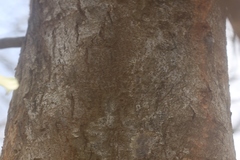 Holoptelea integrifolia